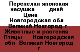 Перепелка японская несушка 50-70 дней › Цена ­ 150 - Новгородская обл., Великий Новгород г. Животные и растения » Птицы   . Новгородская обл.,Великий Новгород г.